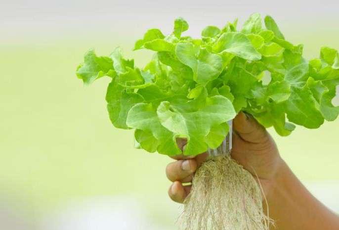 HYDROPÓNIA predstavuje zdravý spôsob pestovania s pridanou hodnotou vyššieho množstva vitamínov, minerálov a stopových prvkov.