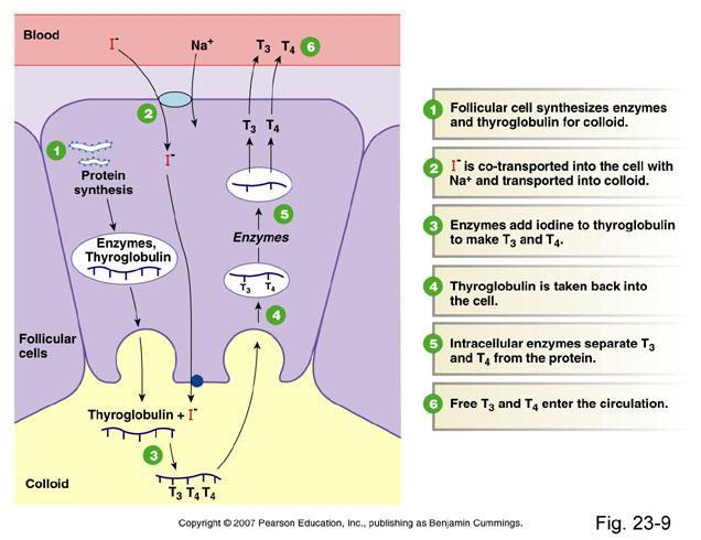 Štítna žľaza - biosyntéza Jód z krvi (jodid), AMK tyrozín Tyreoglobulín ER, GA cez apikálnu membránu je transportovaný do lúmenu folikulu Jodid prechod cez folikulárnu