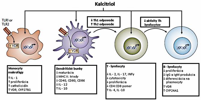 nú aktivitu na prežívanie β-buniek pankreasu inaktiváciou nukleárneho faktora κb (NF κb) a inhibíciou efektu niektorých cytokínov (16).