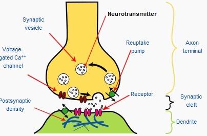 β1, β2 a β3 receptor v postsynaptickom neuróne. Po nastolení účinku je inaktivovaný katechol-o-methyltransferázou na deriváty hydroxymandlovej kyseliny a vylúčený močom.