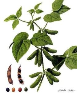 3.5.2. Výskyt izoflavonoidov Izoflavonoidy nachádzane najmä v rastlinách z čelade Fabaceae, v menšom množstve sa vyskytujú i v čeladiach Amaranthaceae, Iridaceae, Moraceae či Leguminoseae.