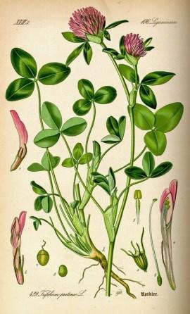 HO O HO O OH O OCH 3 O OCH 3 Obr.19 Trifolium pratense, Fabaceae Prevzaté z Permaculture [Internet] (2014) Obr.20 Biochanín A Obr.21 Formononetín Obr.