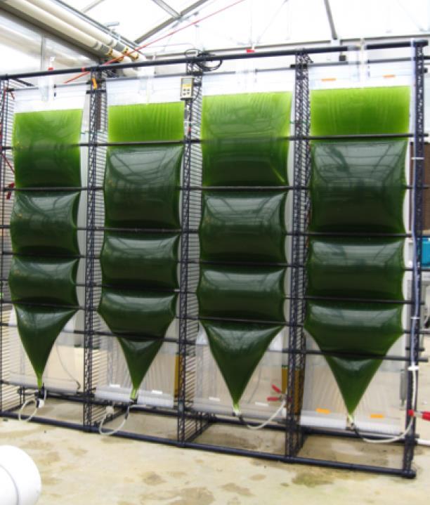 Fotobioreaktory z flexibilných fólií Fóliové fotobioreaktory sú považované za nízko nákladové, jednoduché na prevádzku a málo znečisťujúce systémy pre masovú produkciu biomasy z rias.
