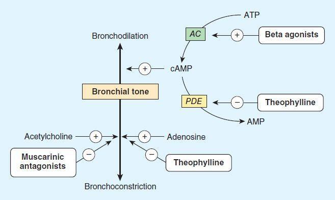 Bronchodilatačné lieky SYMPATIKOMIMETIKÁ najúčinnejšie bronchodilatanciá
