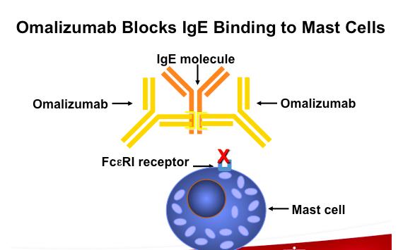 Lieky pre terapiu ťažkej astmy Anti-IgE (biologická liečba protilátkami) Omalizumab viaže IgE v cirkulácii & predchádza tým aktivácii mastocytov & bazofilov: pri stredne silnej & ťažkej astme