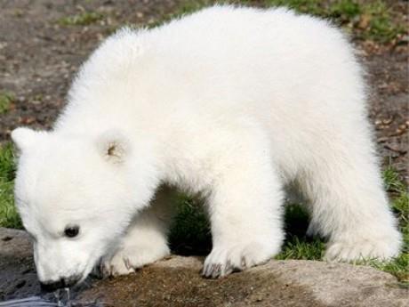 Medveď biely...žije v Arktíde na severe Kanady?