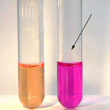 Biochemické testy negatívna pozitívna Ureázový test urea broth na 1 liter destil. H 2 O - Močovina.