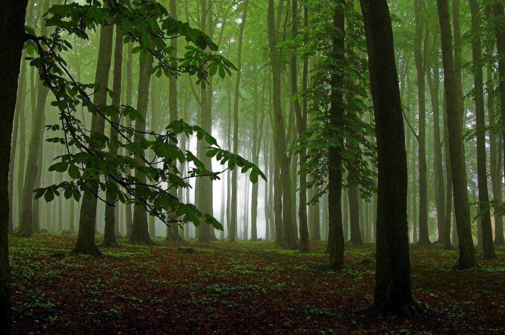 ÚVOD Lesy sú základnou súčasťou nášho životného prostredia, ekonomiky, kultúry a tradícií. Sprevádzajú človeka od minulosti až po súčasnosť.