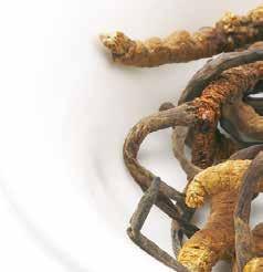 Je to druh huby, ktorú po stovky rokov v širokej miere používali čínski bylinkári
