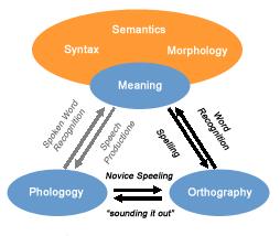 Seidenberg, M. S. (2005). Connectionist models of word reading. Current Directions in Psychological Plaut, Science, 14, 238-242.