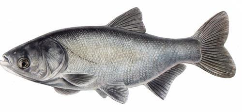 Chov tolstolobika bieleho Význam - biomelioračný - zvyšovanie produkčnosti rybníkov - konzumná ryba Nároky na prostredie - teplomilný (opt.
