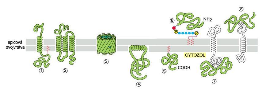 1 Prehľad problematiky 1.1 Membránový transport 1.1.1 Štruktúra cytoplazmatickej membrány Bunkové membrány sú nevyhnutné pre život bunky.