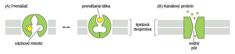Obrázok 2: Prenášače a kanálové proteíny. Dve rôzne konformácie prenášača s väzbovým miestom prístupným najskôr z jednej, potom z druhej strany lipidovej dvojvrstvy (A).