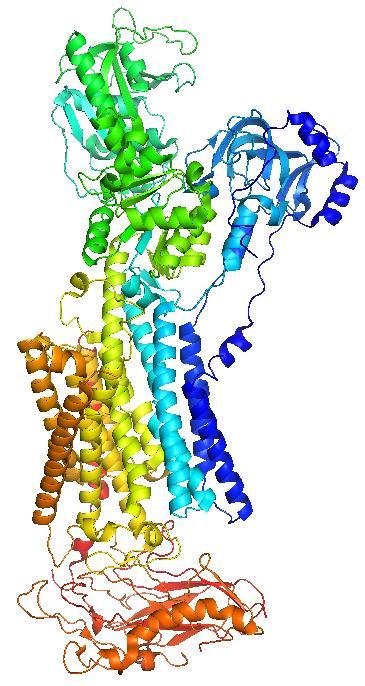 1.2 Na + /K + -ATPáza Na + /K + -ATPáza, označovaná tiež ako sodno-draselná pumpa (Na + /K + pumpa) je transmembránový transportný proteín.