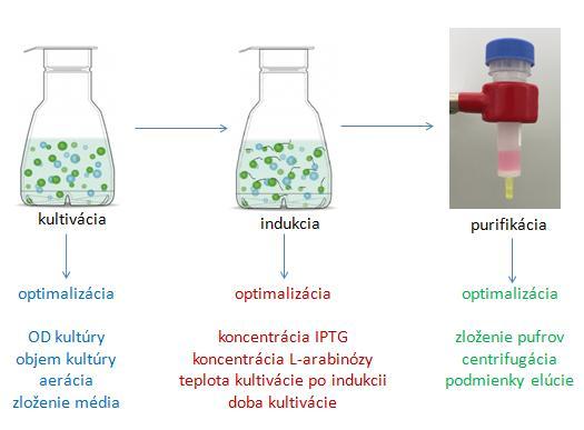 Obrázok 10: Schéma heterologickej expresie proteínov v baktériách. Vyznačené sú kroky prípravy, ktoré je možné optimalizovať. Obrázok kultivačnej banky bol upravený podľa [Biotrade 2016]. 1.3.