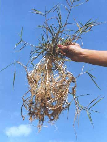 Jednostranné aplikácie herbicídov významne prispievajú k porušeniu rovnováhy v spoločenstvách burín na poliach.