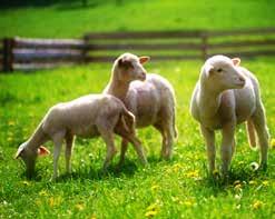 Poznać pierwotną rasę owieczki Walaszki można na gospodarstwie pasterskim U dobrego pasterza w Dolinie Czutkowskiej. Prawdziwe przeżycie jako farmera czeka na Ciebie na Farmie Wychodna.
