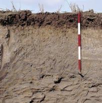 Všeobecné údaje 2.3.2. Pôdna textúra, hĺbka pôdy a štrkovitosť pôdy Z hľadiska prístupnosti živín (najmä draslíka) rastlinám, veľký význam zohráva pôdna textúra, tzn.