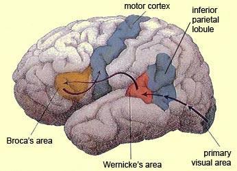 Zrkadliace neuróny u človeka occipital cortex, prechádza do inferior