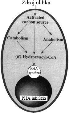 - alebo oboje - premenia zlúčeniny na hydroxyacyl koenzým A thioester, ktorý je substrát z PHA syntázy.