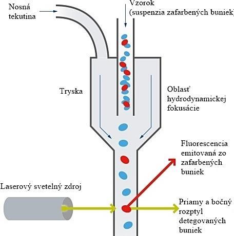 Obrázok 10: Hydrodynamická fokusácia [39] V ideálnom prípade (laminárny tok) nedochádza k zmiešaniu prúdu vzorku s nosnou tekutinou.