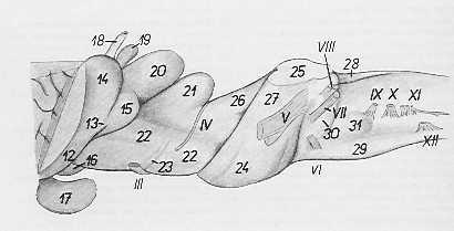 Obrázok 2. Mozgový kmeň z laterálnej strany. 20 - colliculus rostralis, 24 pons, 27 Pedunculus cerebellaris caudalis (Popesko: Atlas topografickej anatómie, 1980) 11.