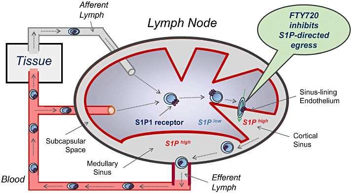 Obrázok 2 (Brinkmann V., 2009) Hlavný mechanizmus imunosupresívneho účinku fingolimodu spočíva v zachytávaní CCR7+ T-lymfocytov v lymfatických uzlinách.