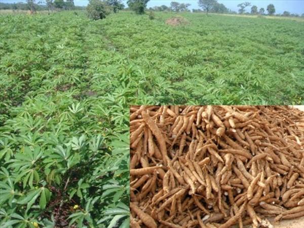 fermentácia dužiny manioku počas 96 hodín pri výrobe gari znížila obsah kyanovodíka o 50%, namáčanie nakrájanej manioku počas 24 hodín o 40%, sušenie na slnku o 15% korene manioku sa veľmi líšia v