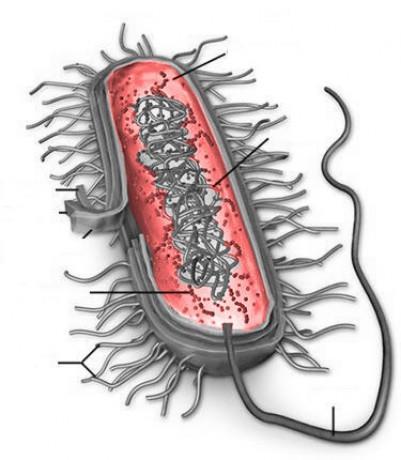 Cytoplazma komplexný koloidný systém - 70-75% vody, Anorg.