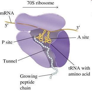 Ribozómy Sú to štruktúry kde dochádza k prekladu z mrna do poradia aminokyselín (bielkoviny) - proteosyntéza Počty ribozómov sú priamoúmerné rýchlosti rastu buniek Rýchlosť činnosti ribozómov je asi