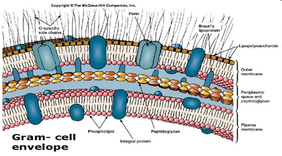 Bunková stena G - baktérií Hrúbka - 10 nm zložitejšia tzv. vnútorná stena -tenká vrstva peptidoglykanu - tzv.