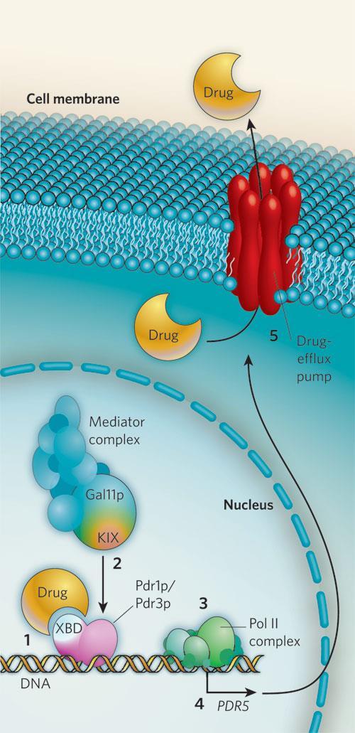 Funkcie cytoplazmatickej membrány selektívna permeabilita sídlo transportného systému a enzýmov syntéza