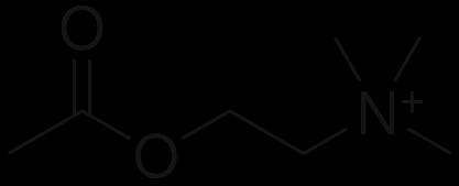 Na základe uvedeného určte, ktoré tvrdenia sú správne. A. Zvýšená koncentrácia amoniaku znižuje koncentráciu alfaketoglutarátu a zvyšuje koncentráciu glutamínu. B.