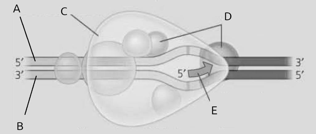 5. Na obrázku je schéma eukaryotickej transkripcie (konkrétne transkripčný iniciačný komplex).