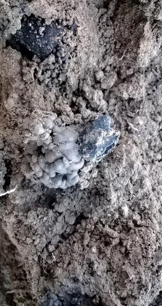 Obrázok 3: Efekt dážďoviek na začleňovanie biouhlia do agregátov a pôdneho profilu (Veľké Uľany) Figure 3: Effect of earthworms (Earthworms ingest soil and biochar, mixing in their gut) in soil with