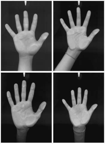 Obrázok 2.1: Fotografie dlaní rúk vytvorené klasickým stolným skenerom. Našou úlohou je navrhnúť klasifikátor, ktorý dokáže priradiť skúmanú fotografiu dlane ruky správnej osobe.