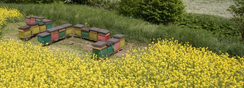 ZVÝŠENÁ PRODUKCIA MEDU Zdravé a silné včelstvá sú oveľa produktívnejšie, ako slabé.