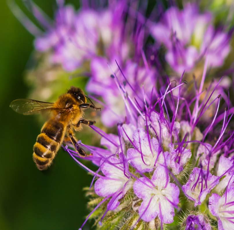 ZLEPŠUJE ČISTIACI PUD VČIEL ApisPlus posilňuje sebazáchovné chovanie včiel, ako je samoočista, vzájomné čistenie tela a odstraňovanie parazitov z úľa.