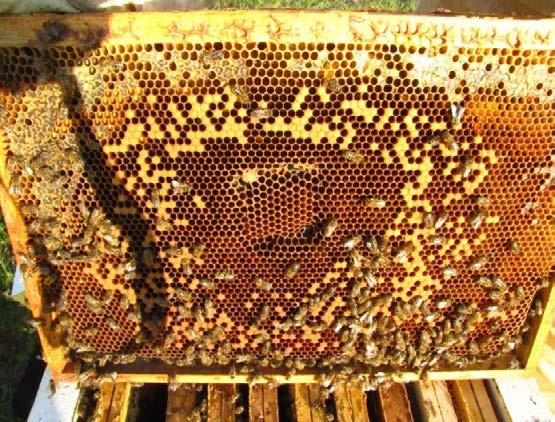 ApisPlus významne posilňuje hygienický pud včelstiev aj v bezznáškovom období.