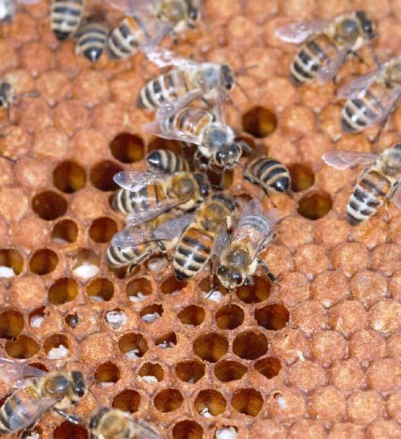 CUKROVÝ ROZTOK Nakoľko bohatý príliv nektáru zvyšuje a posilňuje hygienické chovanie včiel,vynorili sa pochybnosti ohľadne toho, či čistiaci pud včely zvyšuje cukrový roztok (v ktorom je rozpustený