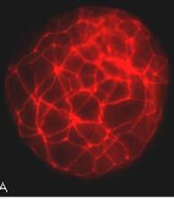 Analýza cytoskeletu embryí Značenie filamentov Aktinu