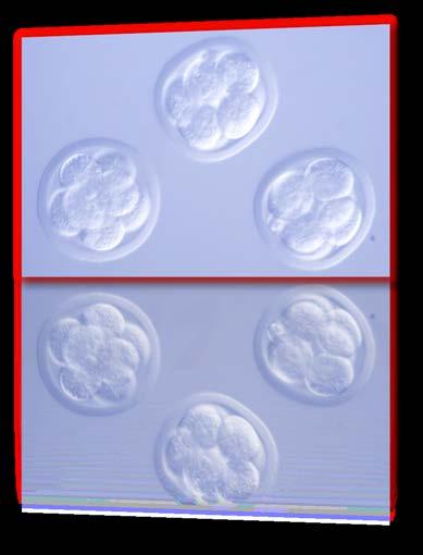 Kryokonzervácia embryí