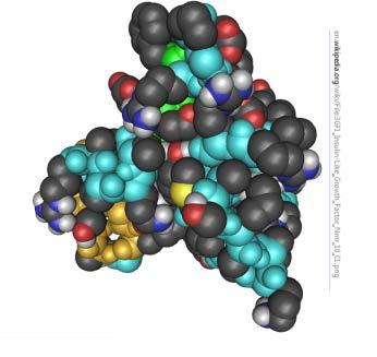 Inzulínu podobný rastový faktor I (IGF-I) Polypeptid molekulovej hmotnosti 7,5 kda, známy stimulátor proliferácie a metabolizmu