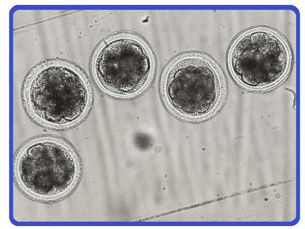 In vivo získavanie embryí skotu Embryá