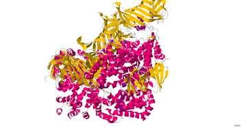 Enzymúria Enzýmy sú roztrúsené pozdĺž celého nefrónu a vo vnútri tubulárnych bb.