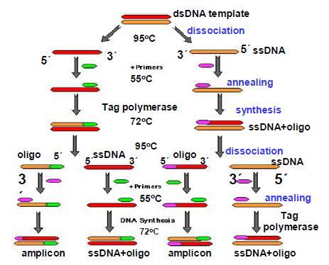2.4 Metódy molekulárnej biológie používané k charakterizácii zmien DNA 2.4.1 PCR Polymerázová reťazová reakcia (Polymerase Chain Reaction, PCR) je vysoko citlivá amplifikačná enzýmová metóda, ktorá slúži ku rýchlej syntéze veľkého množstva definovaného úseku DNA.