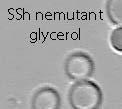 Obrázok 12: Petriho misky s mutovaným kvasinkovým kmeňom po 4 dňoch kultivácie K následnej mutácii karotenogénych