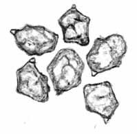 MIKROZNAKY: Výtrusy majú veľmi rozdielnu veľkosť, s priemerom 9,5 11,5/7 8 µm Q = 1,2 1,5. Heterodiametrické, 5 8-uhlé, výrazne hranaté, s jednou pravidelnou guľôčkou.