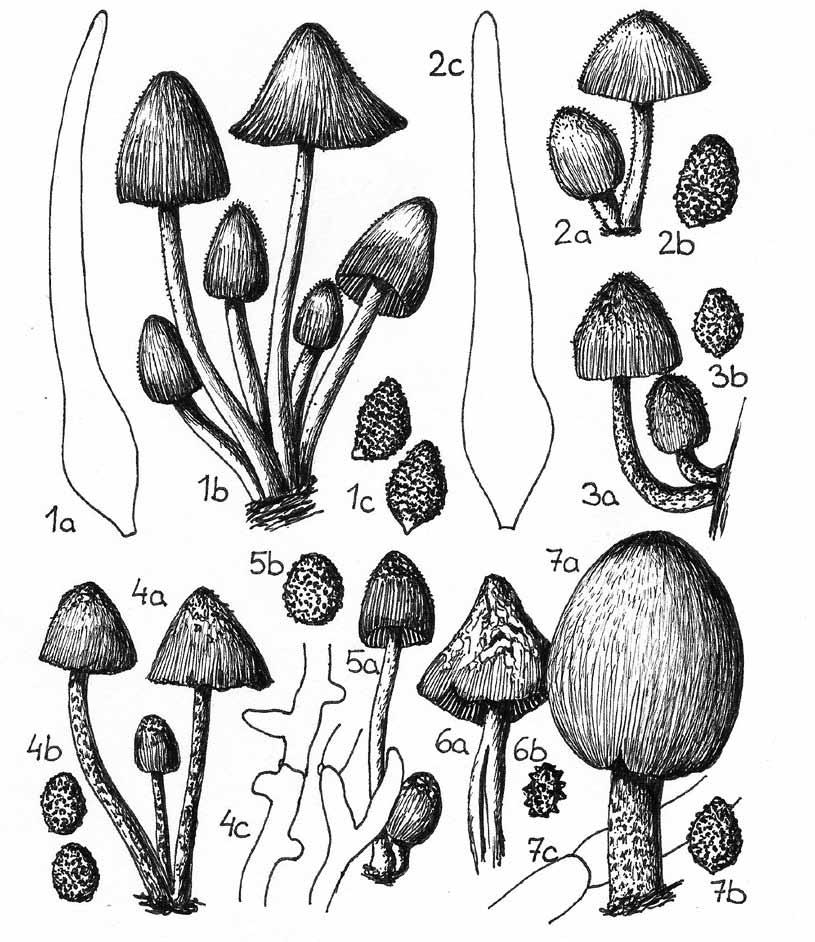 Legenda: 1 Coprinellus silvaticus (a pileocystida, b plodnice, c výtrusy); 2 Coprinellus verrucispermus (a plodnice, b výtrus, c pileocystida); 3 Coprinopsis echinospora (a plodnice, b výtrus); 4