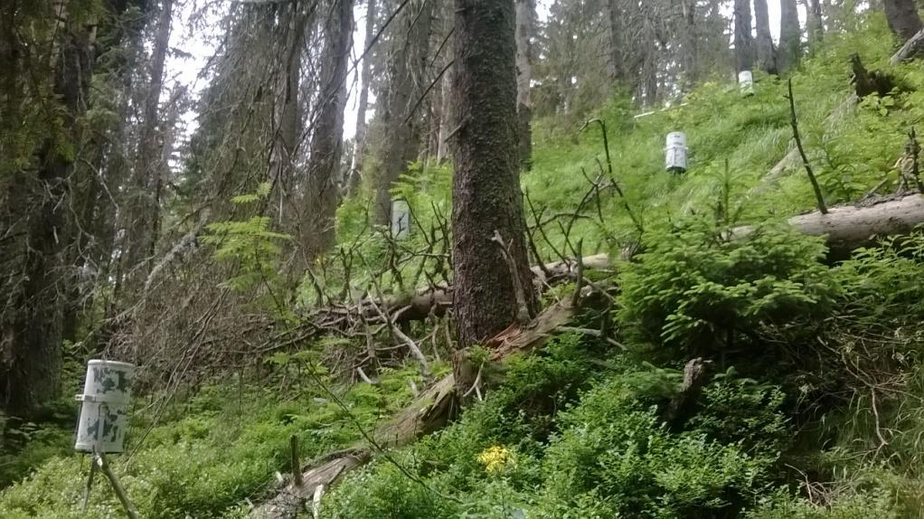 sprievodne rankre a litozeme, kambizemné rendziny prirodzené smrekové lesy čučoriedkové SLT